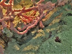 Congrogadus subducens