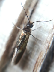Micropterix tunbergella