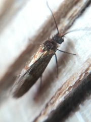 Micropterix tunbergella