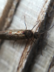 Micropterix tunbergella