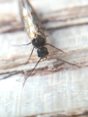 Micropterix tunbergella