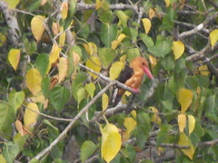 Pelargopsis amauroptera