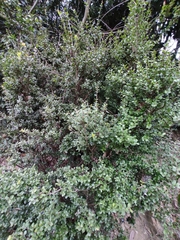 Syzygium grijsii