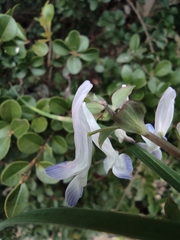 Corydalis yanhusuo
