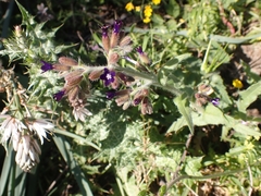 Anchusa undulata