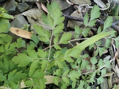 Corydalis pallida