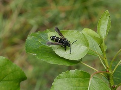 Paranthrene tabaniformis
