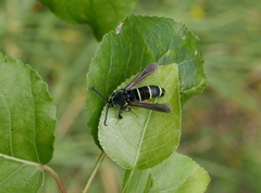 Paranthrene tabaniformis