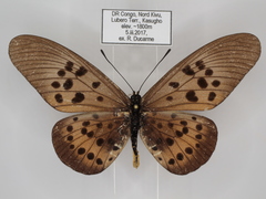 Acraea rogersi