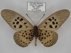 Acraea rogersi