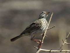 Anthus melindae