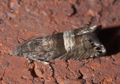 Sereda tautana