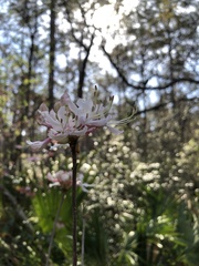 Rhododendron canescens image