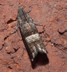 Sereda tautana