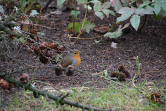 Erithacus rubecula