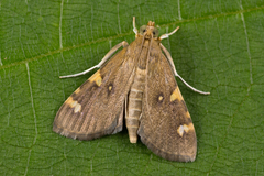 Rehimena surusalis