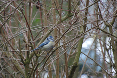 Cyanistes caeruleus