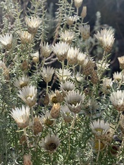 Helichrysum reflexum