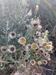 Helichrysum reflexum