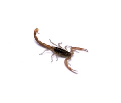 Centruroides infamatus