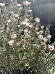 Helichrysum reflexum