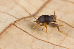 Myrmecophilidae