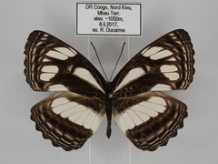 Neptis lermanni