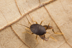 Myrmecophilidae