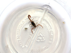 Centruroides infamatus