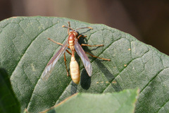 Apoica
