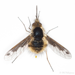 Bombylius fimbriatus