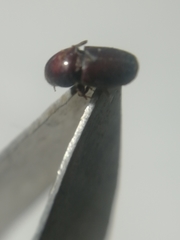 Scolytus intricatus