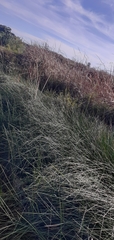 Schoenus nigricans