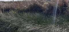 Schoenus nigricans