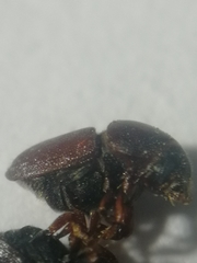 Scolytus intricatus