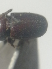 Scolytus intricatus