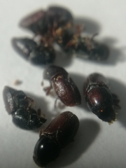 Scolytus intricatus