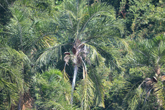 Syagrus