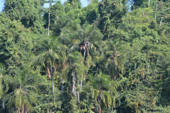 Syagrus