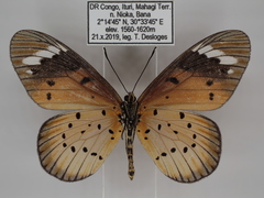 Acraea encedana