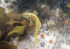 Clinus superciliosus