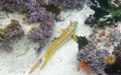 Clinus superciliosus