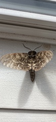 Ceratomia undulosa
