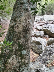 Panthera pardus pardus