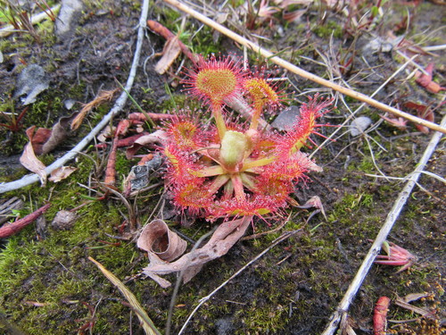 Drosera rotundifolia image