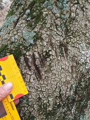 Panthera pardus pardus