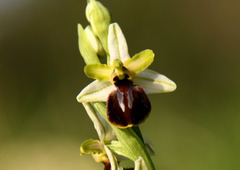 Ophrys exaltata