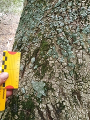 Panthera pardus pardus