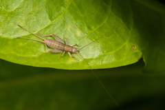 Mogoplistidae