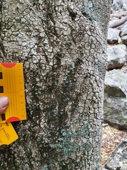 Panthera pardus pardus